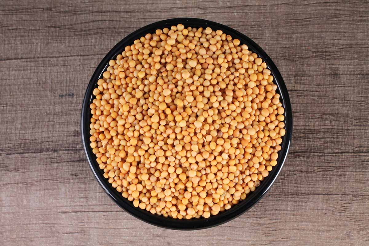 YELLOW MUSTARD SEEDS/RAI/SARSON 100 GM